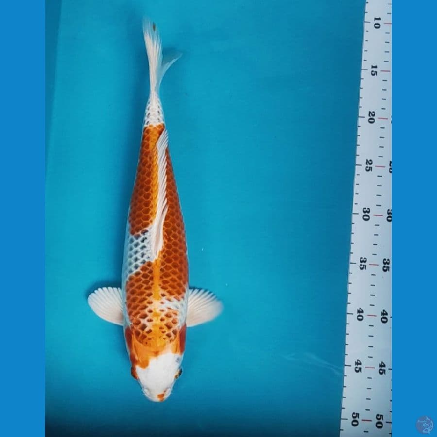 kujaku 35cm fm
