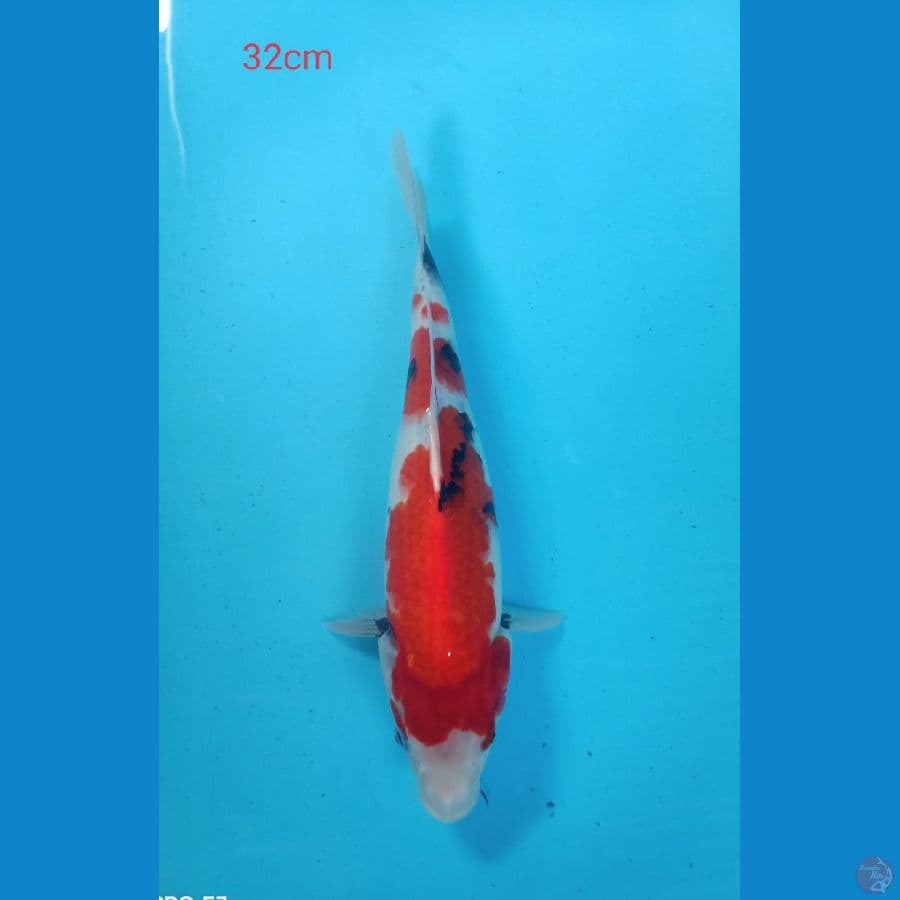 showa 32cm