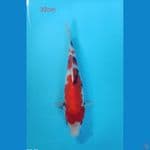 showa 32cm