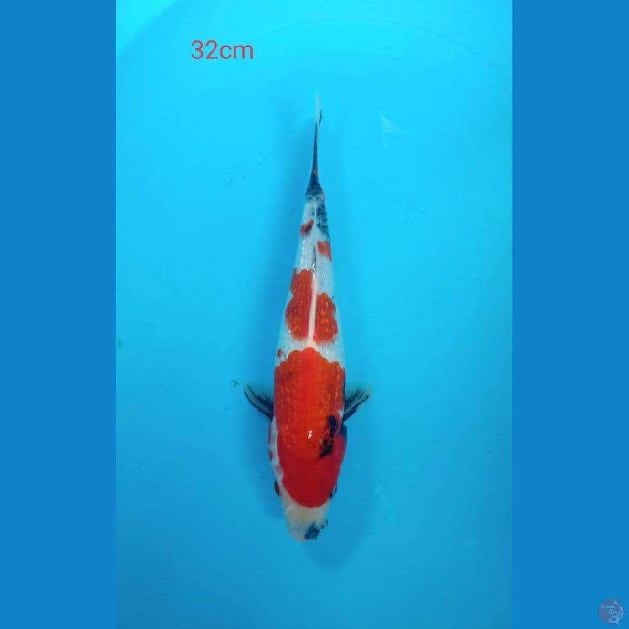 showa 32cm