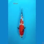 showa 32cm