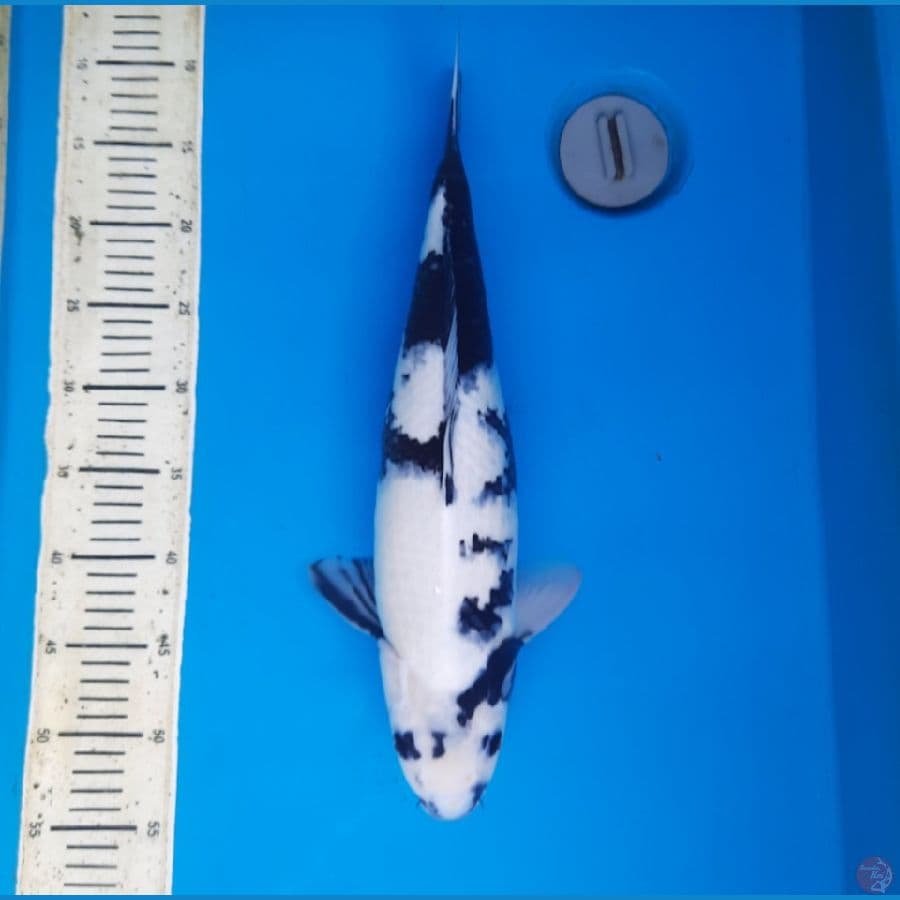 44cm Shiro Female