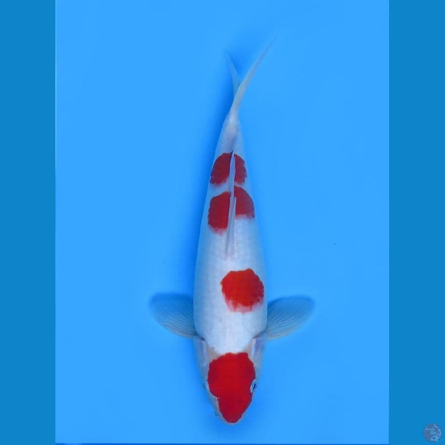 Kohaku