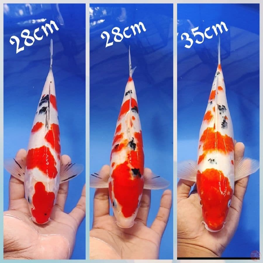 3in1_28.28.35cm