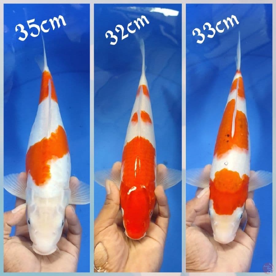 mix. 35.32.33cm