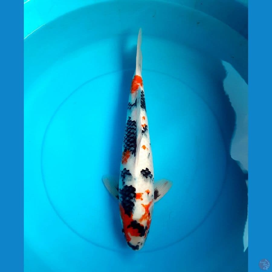 50cm Kindai showa