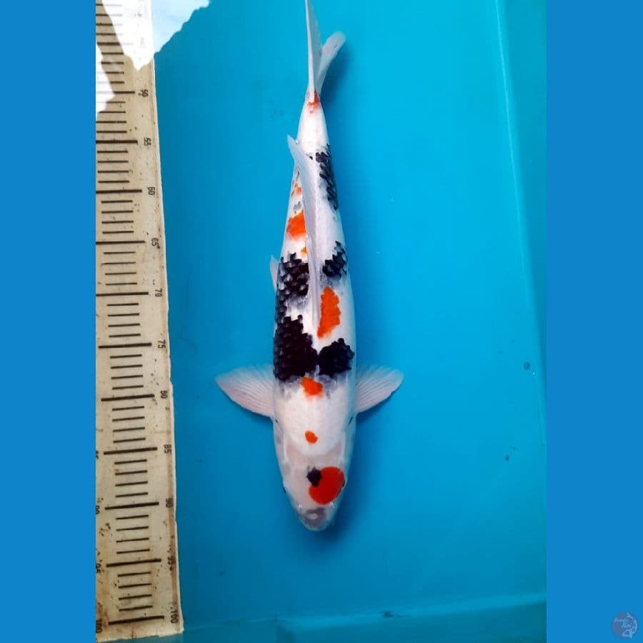 50cm Maruten showa Female