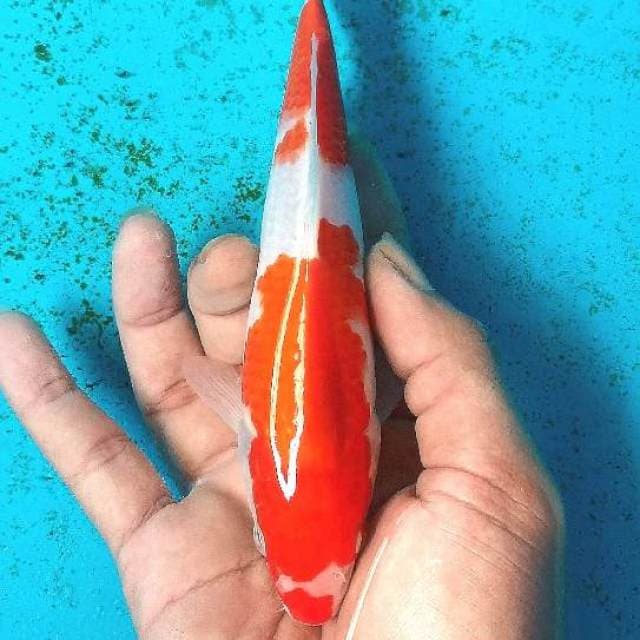 KOHAKU 18CM READY SHOW