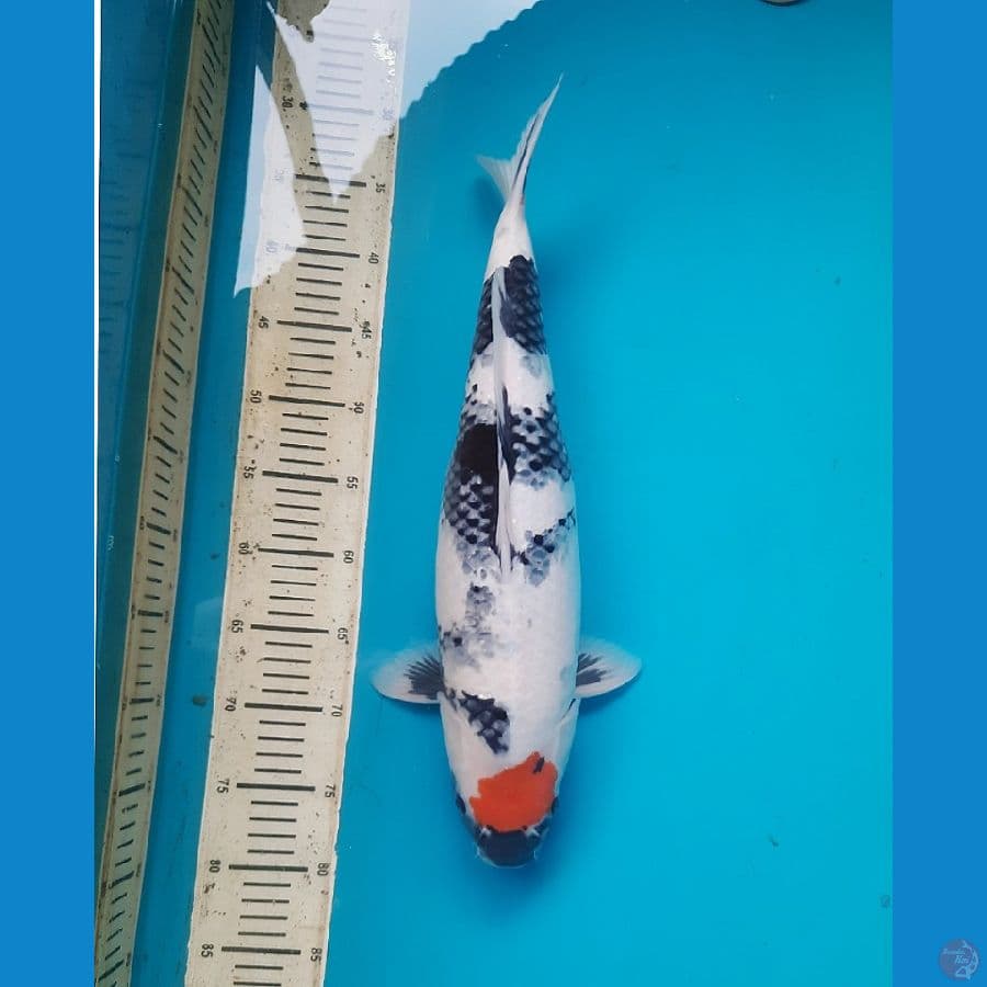 47cm Tancho showa Female