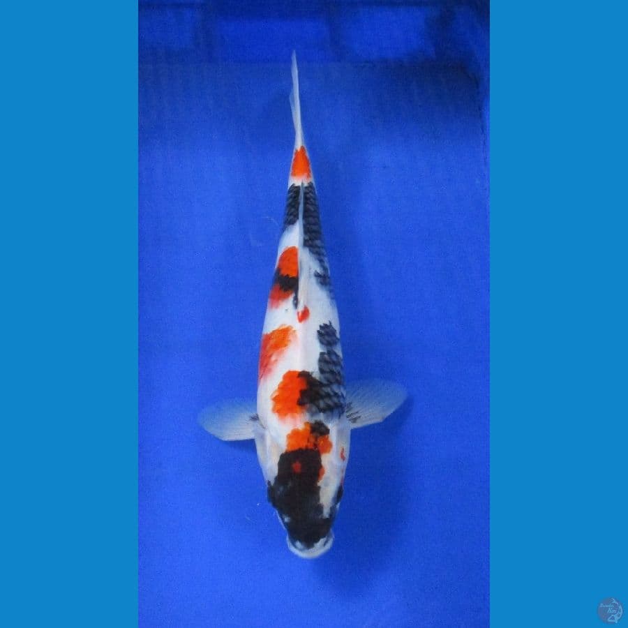 showa sansoku ±41cm 