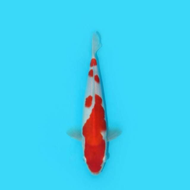 BKS ( KOHAKU F1 26 CM )