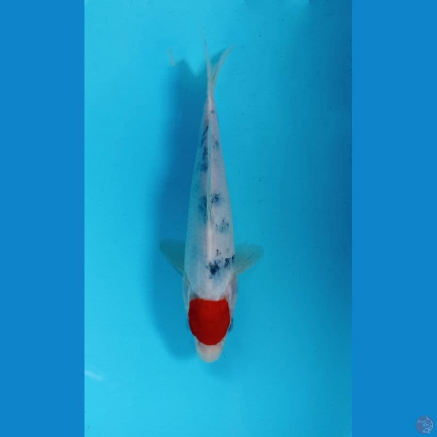 tancho 23cm