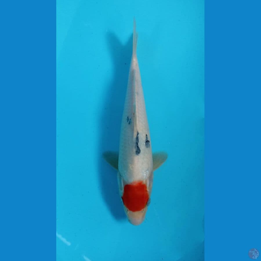 tancho 29cm