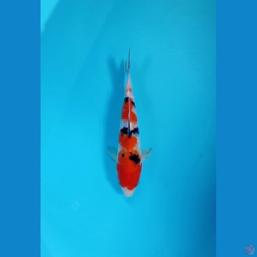sanke 26cm