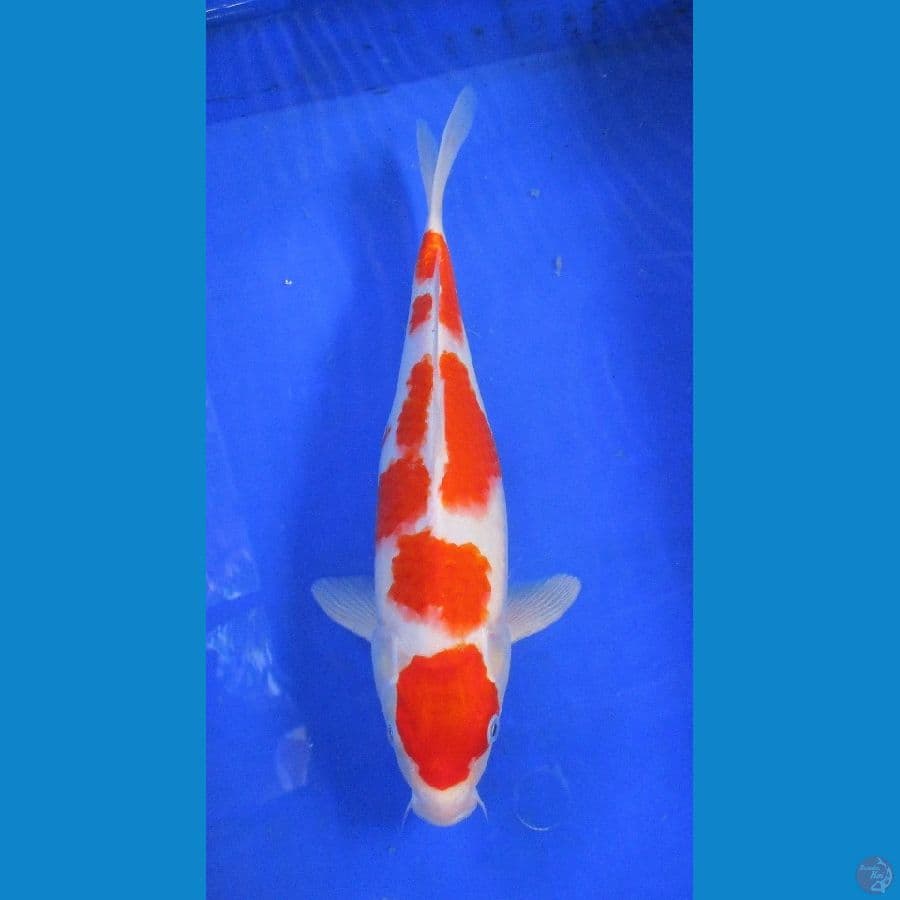 kohaku ±38cm