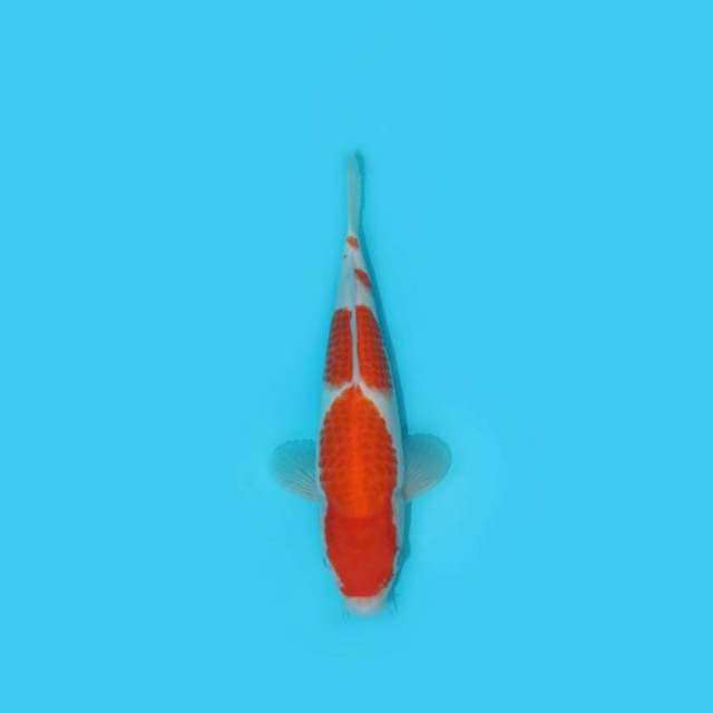 BKS ( KOHAKU F1 24 CM )