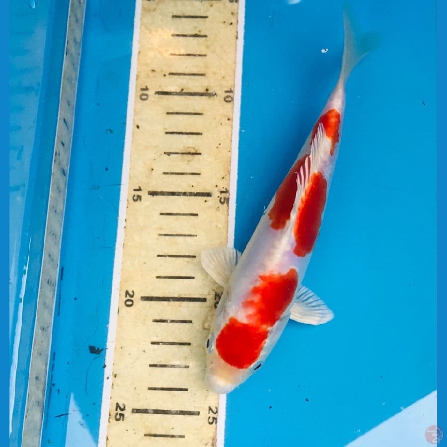 kikushui, 18 cm