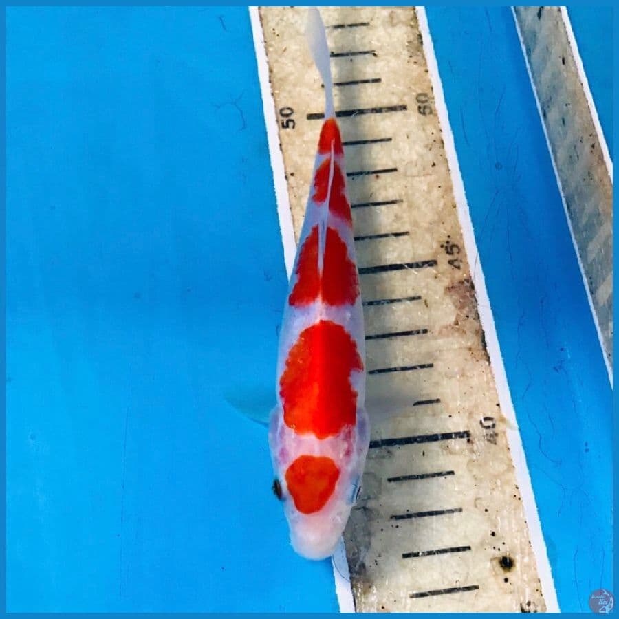 maruten kohaku, 17 cm