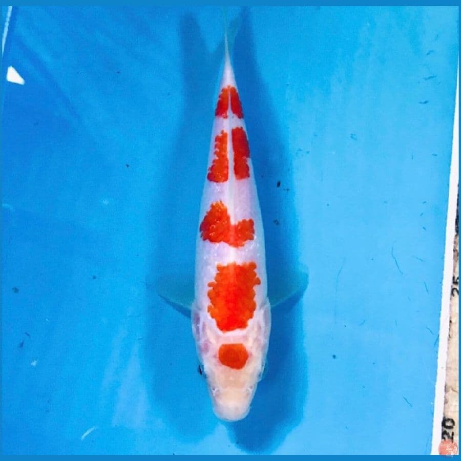 maruten kohaku, 17 cm