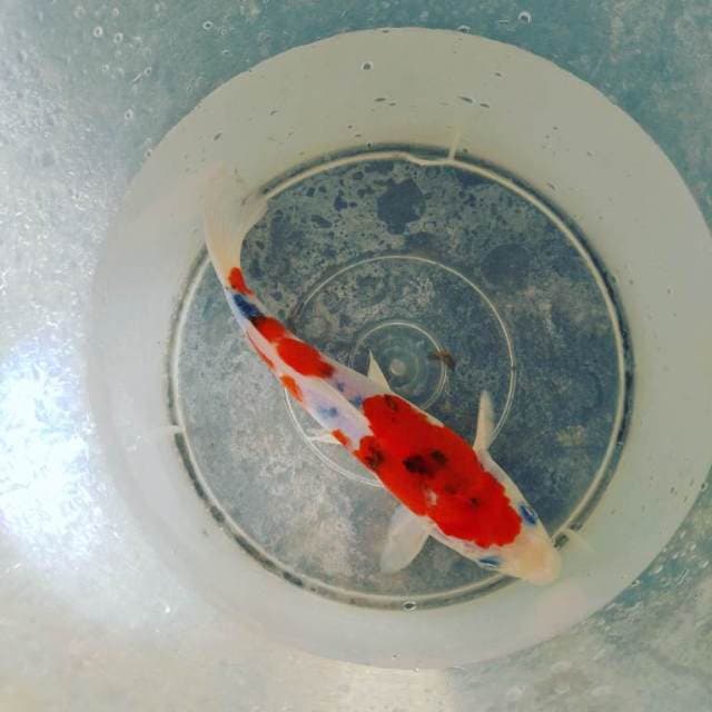 Sanke