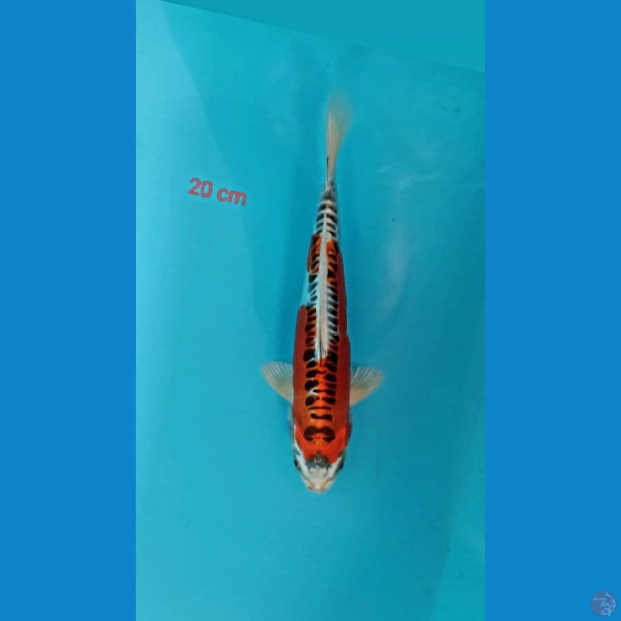 Amoa4 Kujaku doit 20cm
