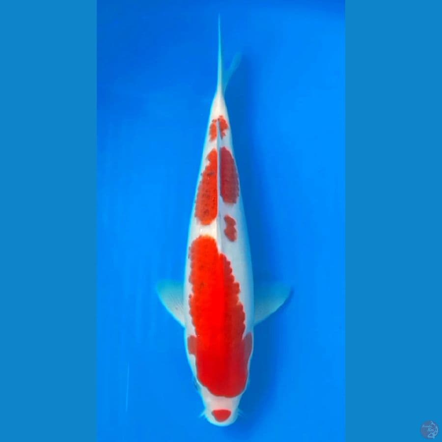 KOROMO HQ 25cm MALE