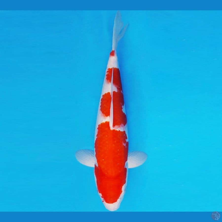 SAITAMA ARENA 19 ~ KOHAKU 29 cm/fm ™