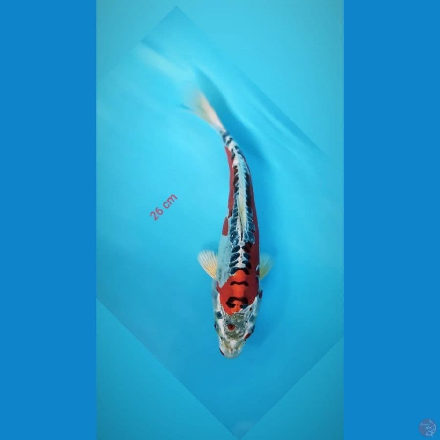 Amoa8 Kujaku doit 26cm
