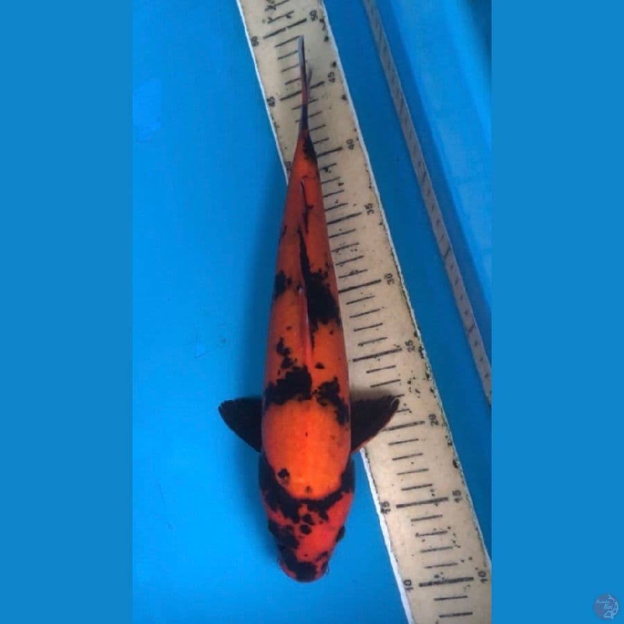 HQ hi utsuri 37cm tembus perut