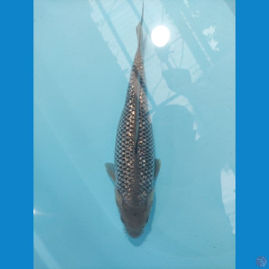 SORAGOI GINDRIN 35 CM
