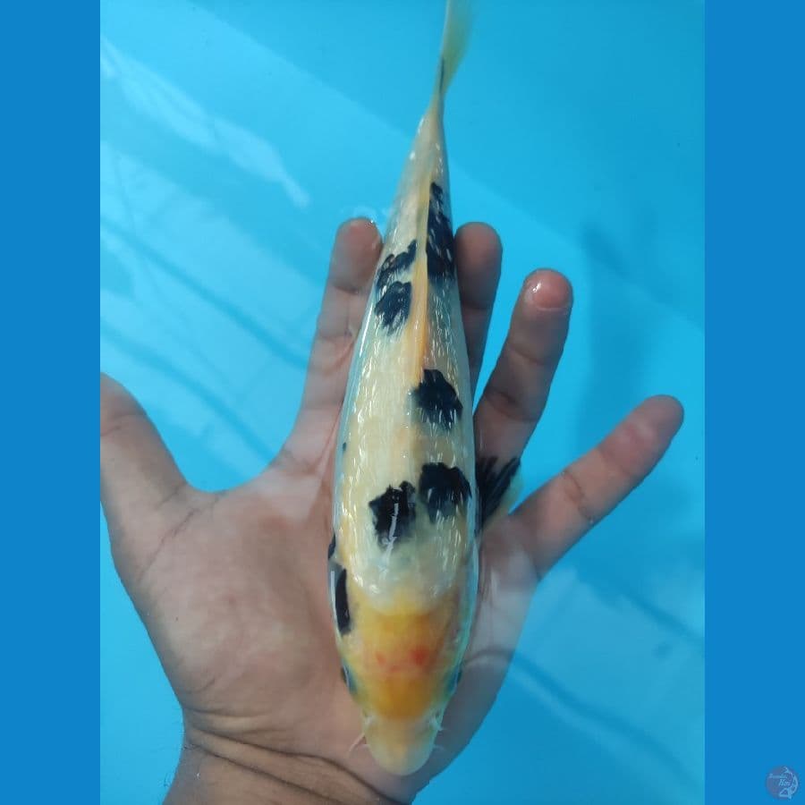 SHIRO BEKKO GINDRIN 24 CM
