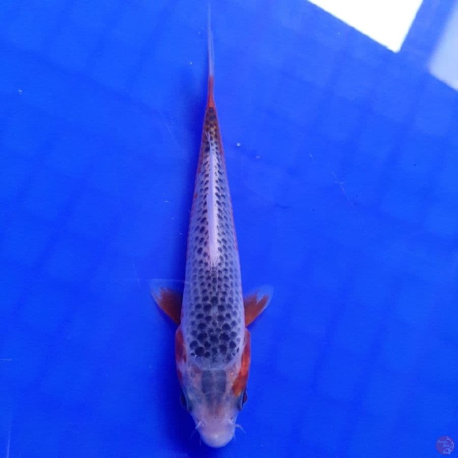 (1430) ASAGI 13cm (Joss)