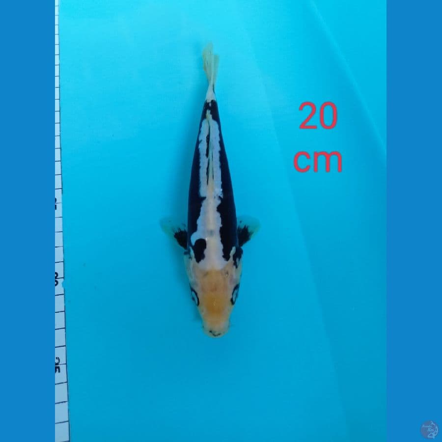 kumonryu 20 cm