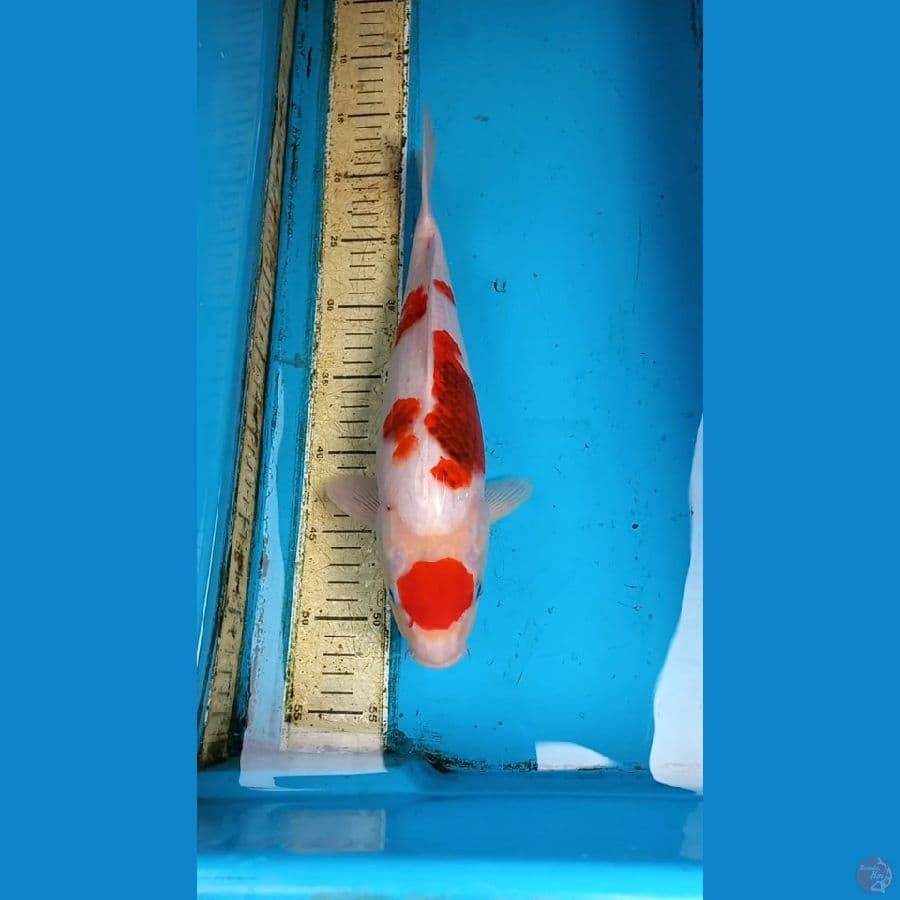 Ai goromo 34cm