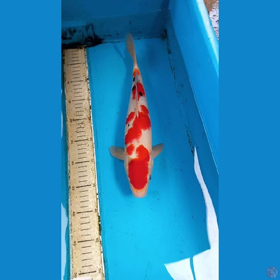 Sanke 37cm male