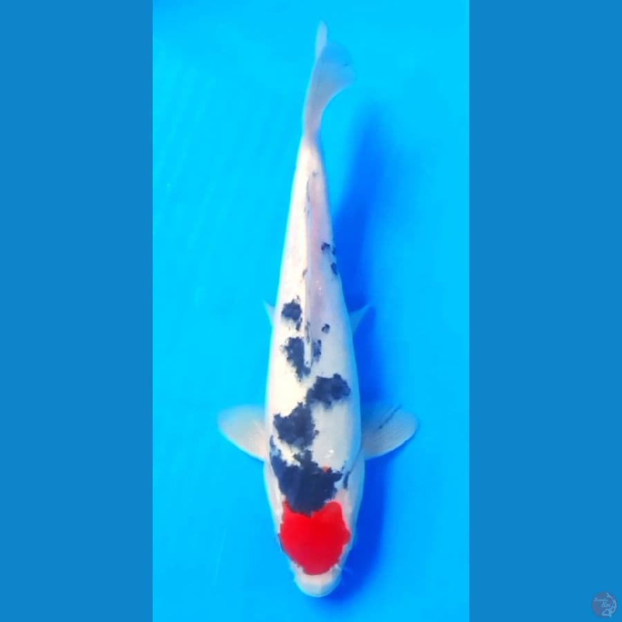 TANCO SANKE TATEGOI HQ 27cm MALE