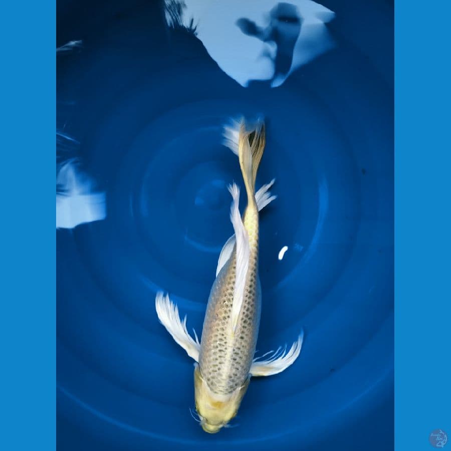 - KUMPAY OGON ISTIMEWA 41cm / FEMALE