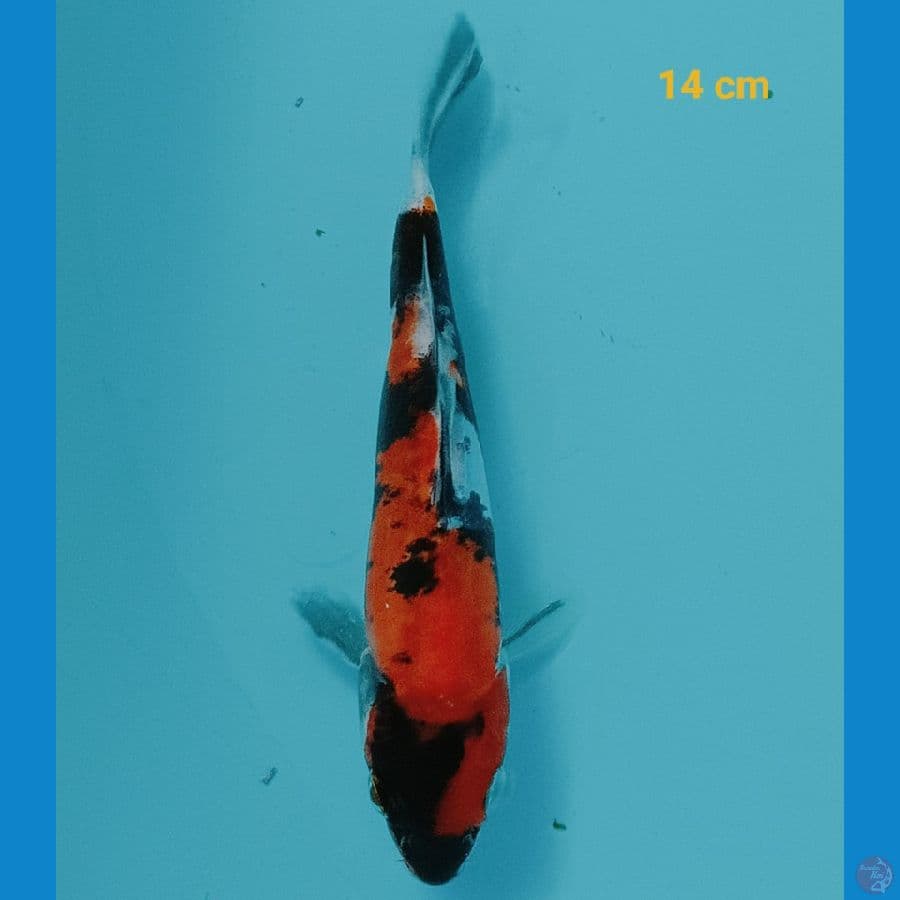 showa doit 14 cm