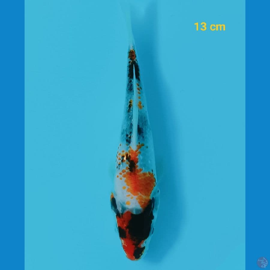 kanoko 13 cm