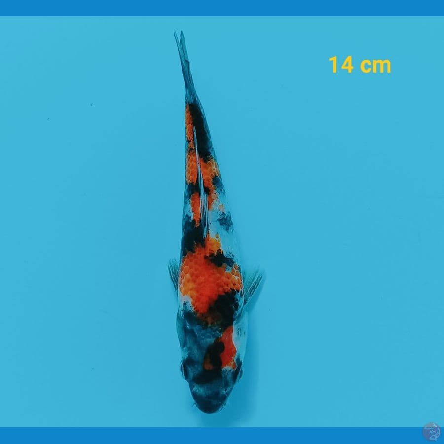 Bosu 14 cm