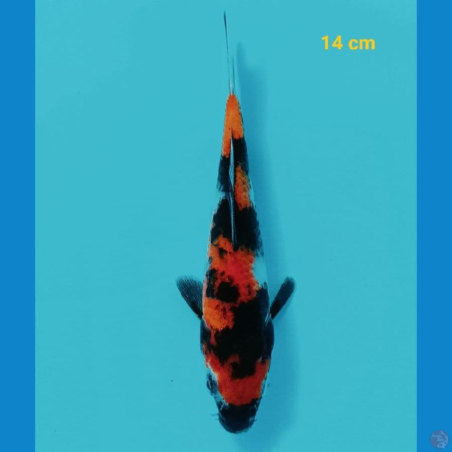 showa 14 cm