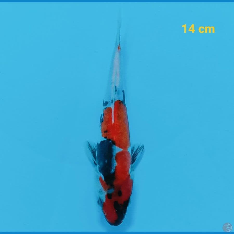 showa doit 14 cm