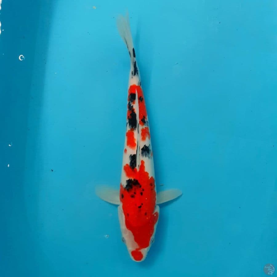sanke 31 cm