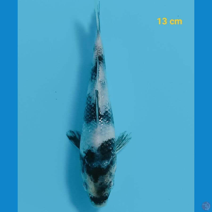 shiro 13 cm