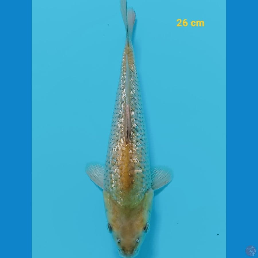 midori ginrin 26 cm