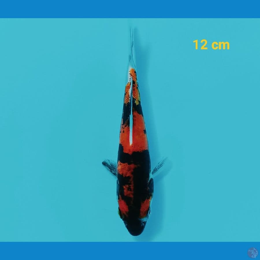 Showa doit 12 cm
