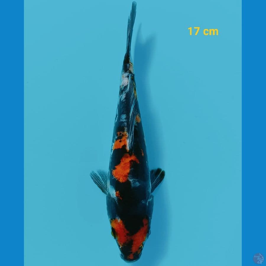 showa doit 17 cm