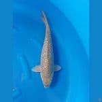Midori Ginrin Jumbo 50cm/f⁶