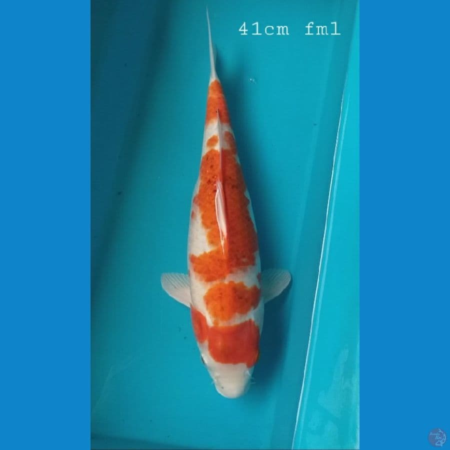 kawarimono 41cm/fml