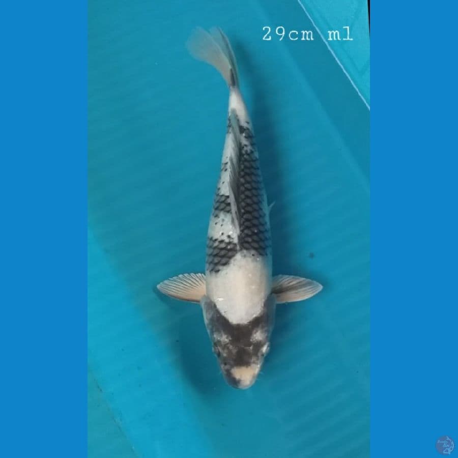 shiro 29cm/ml